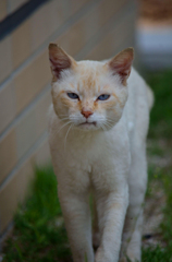 島の案内ネコさん