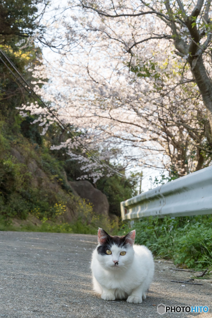 さくら小道で（2）