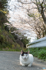 さくら小道で（2）