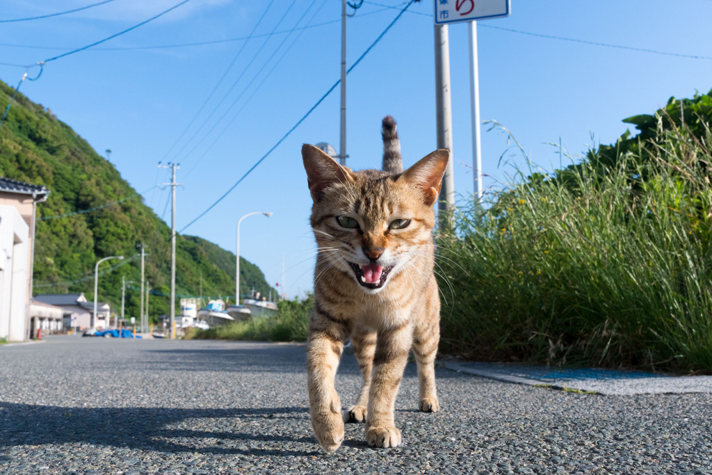 おはようだニャ