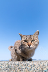 ほにゃふにゃへにゃほひほひふへあ