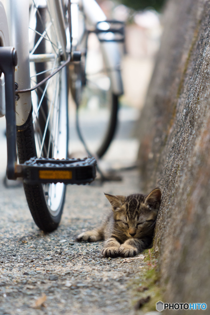 すぴ～(-_-)゜zzz…