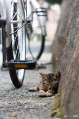 すぴ～(-_-)゜zzz…