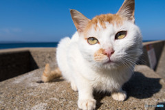 近すぎたかニャ