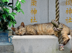 ごんねぎニャン