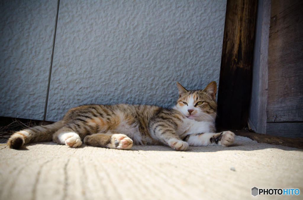 だらだらと過ごすネコさん