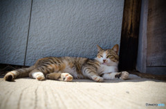 だらだらと過ごすネコさん
