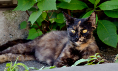 ラブリーサビーちゃん