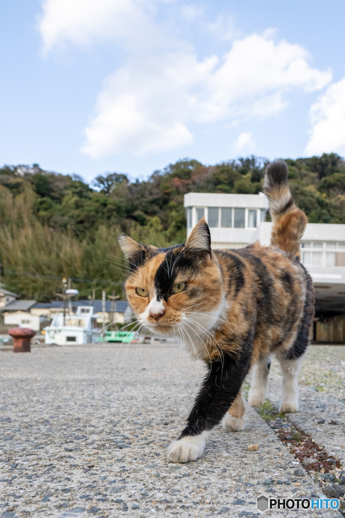 久しぶりのアリス