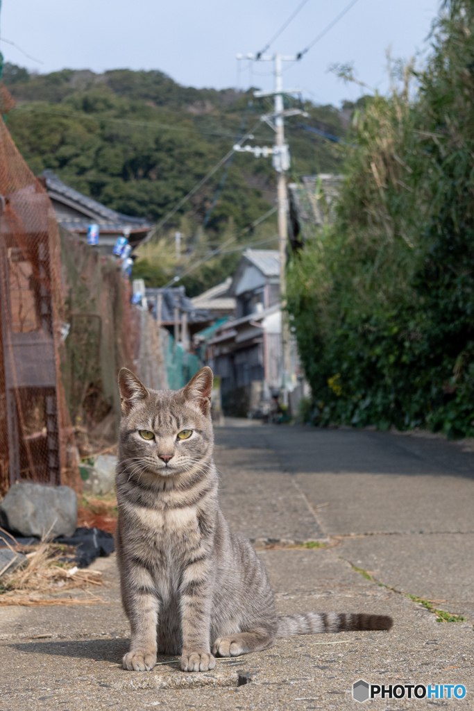 カメラのおじさんがじらされる