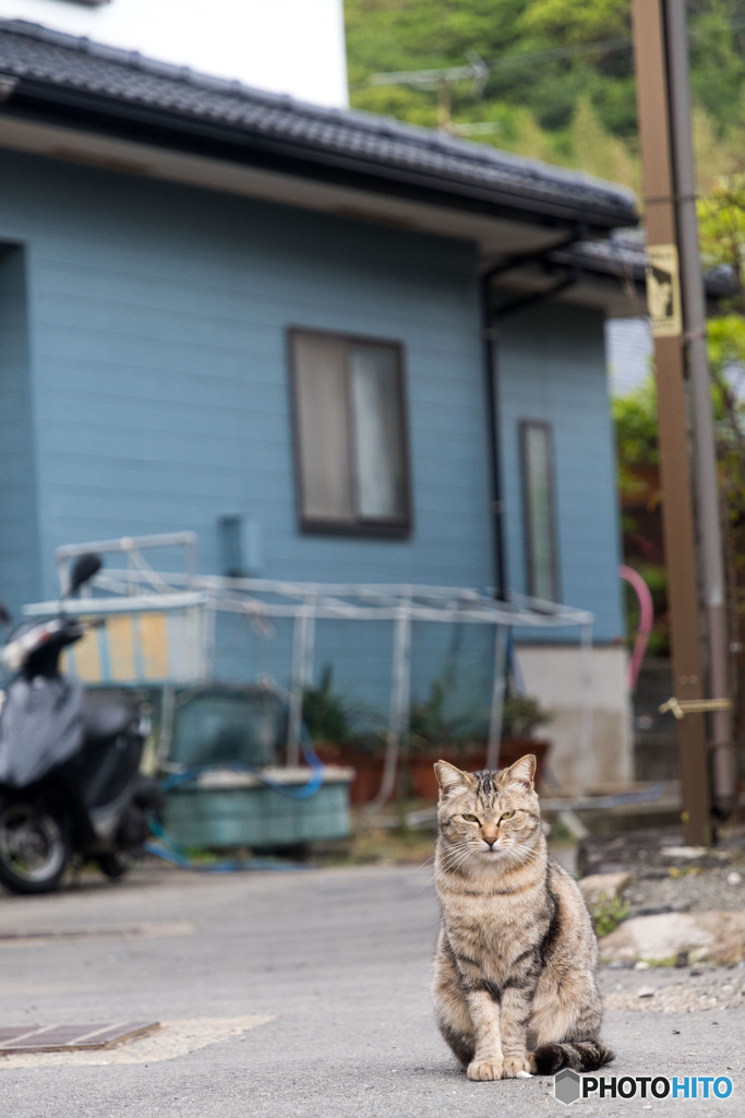 路地裏のネコさん