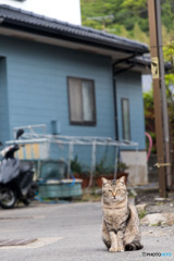 路地裏のネコさん