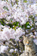 ネコさくら（3）