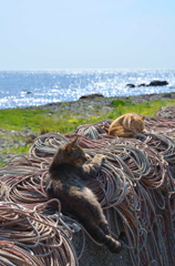 ずり落ちそうですよ