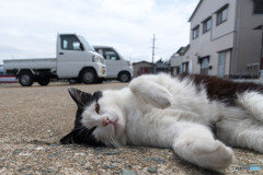 ゴロゴロっとね