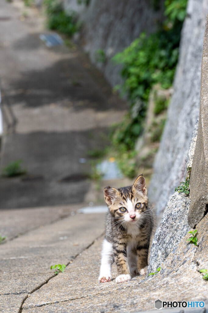 坂道とことこ