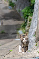 坂道とことこ
