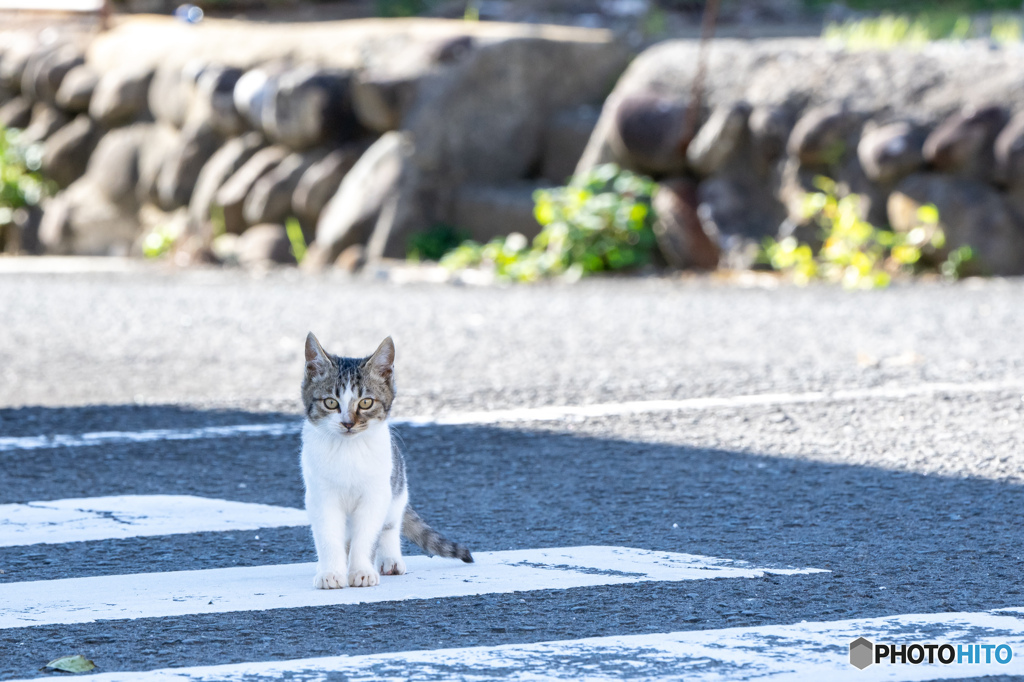 横断歩道のおチビ