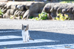 横断歩道のおチビ