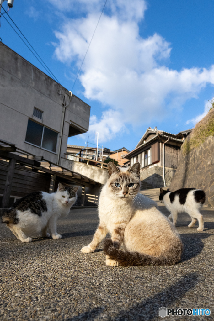 おはようネコさん