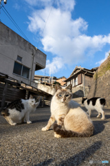 おはようネコさん