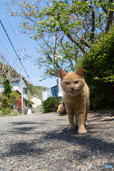 テヘペロネコさん。ニャニャ(=‘ｘ‘=)