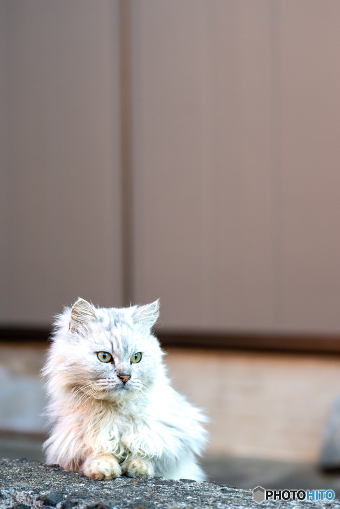 かわいいしろちゃん