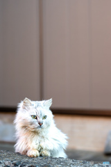 かわいいしろちゃん