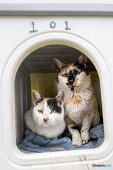 しあわせハウス101号室