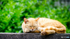 (-_-)゜zzz…