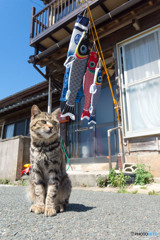鯉のぼりの季節でした