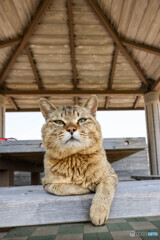 油断するにゃよ