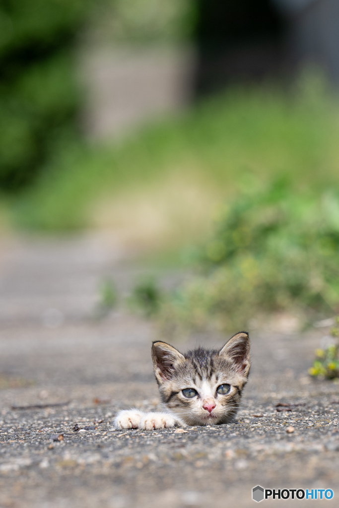 ぴょこ