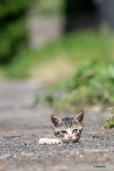 ぴょこ