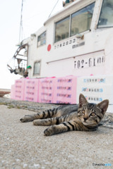 のんびりとね