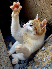 元気にヤーッ！