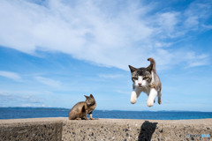 夏空にピョン（5）