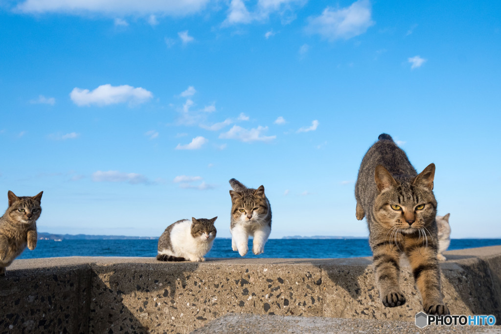 飛行隊。ひらりとね。