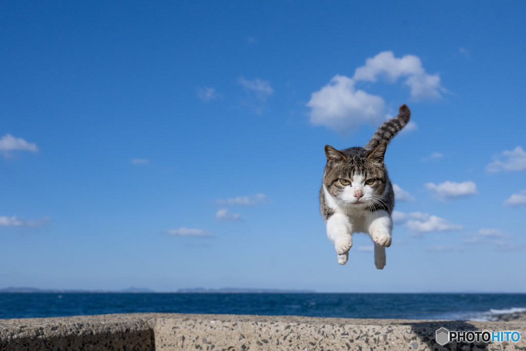 ひらりとね