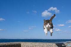 ひらりとね