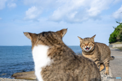 俺の縄張りに入ったらどうなるか教えてやるからよく聞け