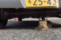 車の下で