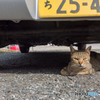 車の下で