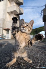 カモメさん。飛んで行っちゃった！