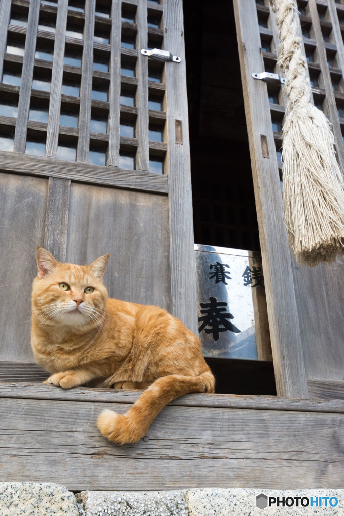 コムギさんと神社で出会う