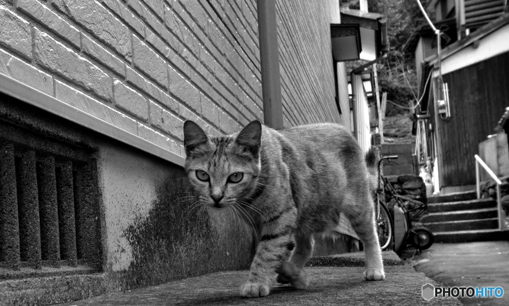 路地裏で出会った
