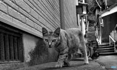 路地裏で出会った