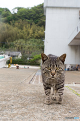 あのあの、ちょっとスイマセン