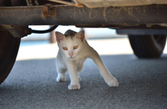 立ち上がったシロちゃん
