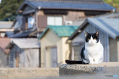 おはよう、はっちゃん。寒い朝だね。